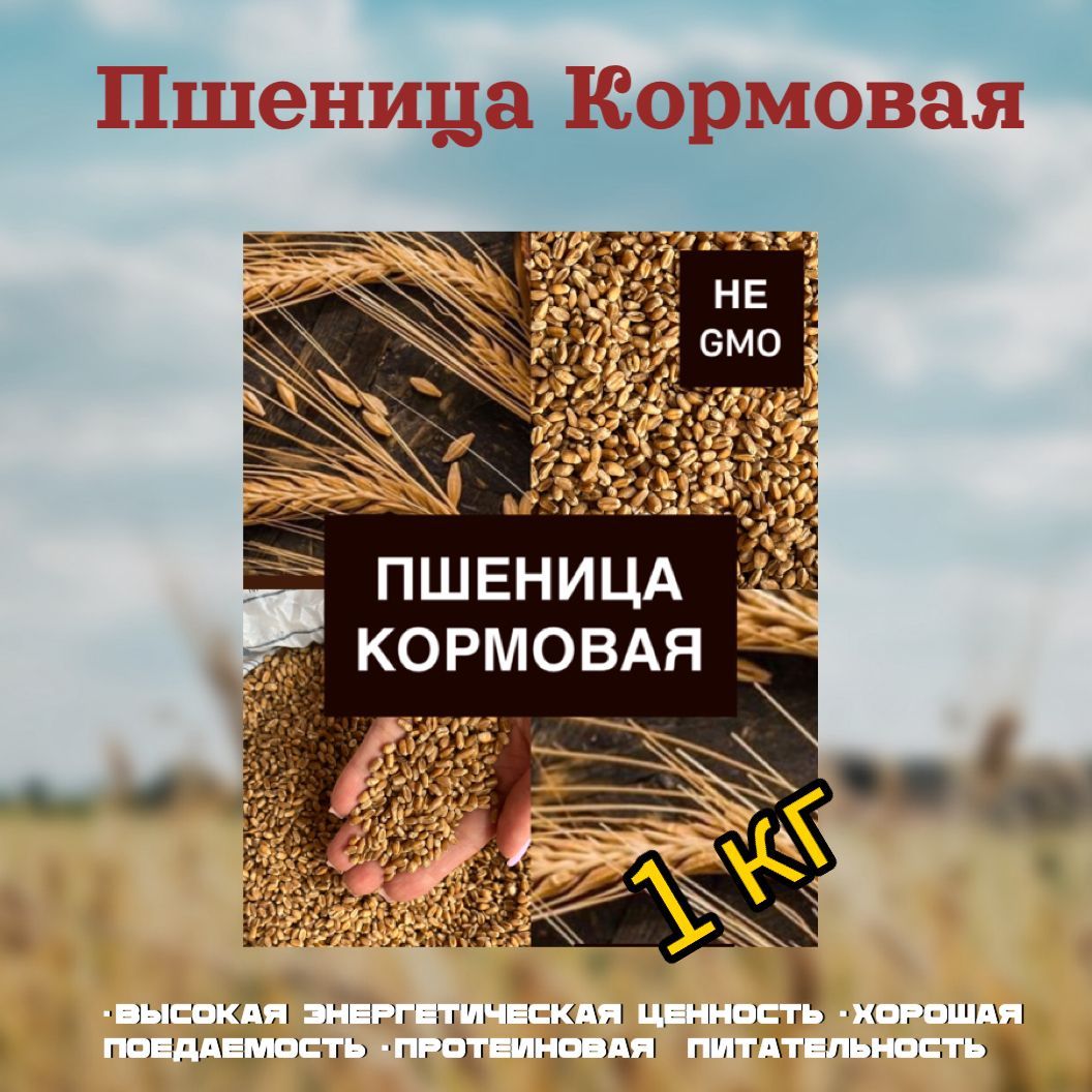 Пшеница кормовая