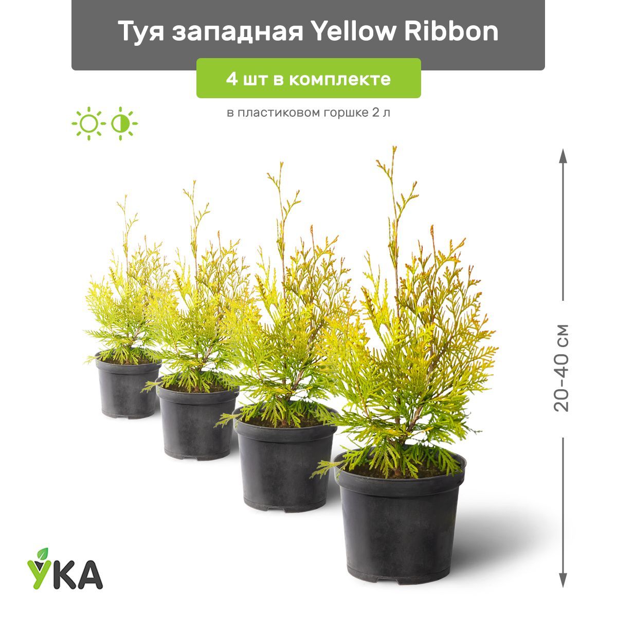 Туя Yellow Ribbon Фото