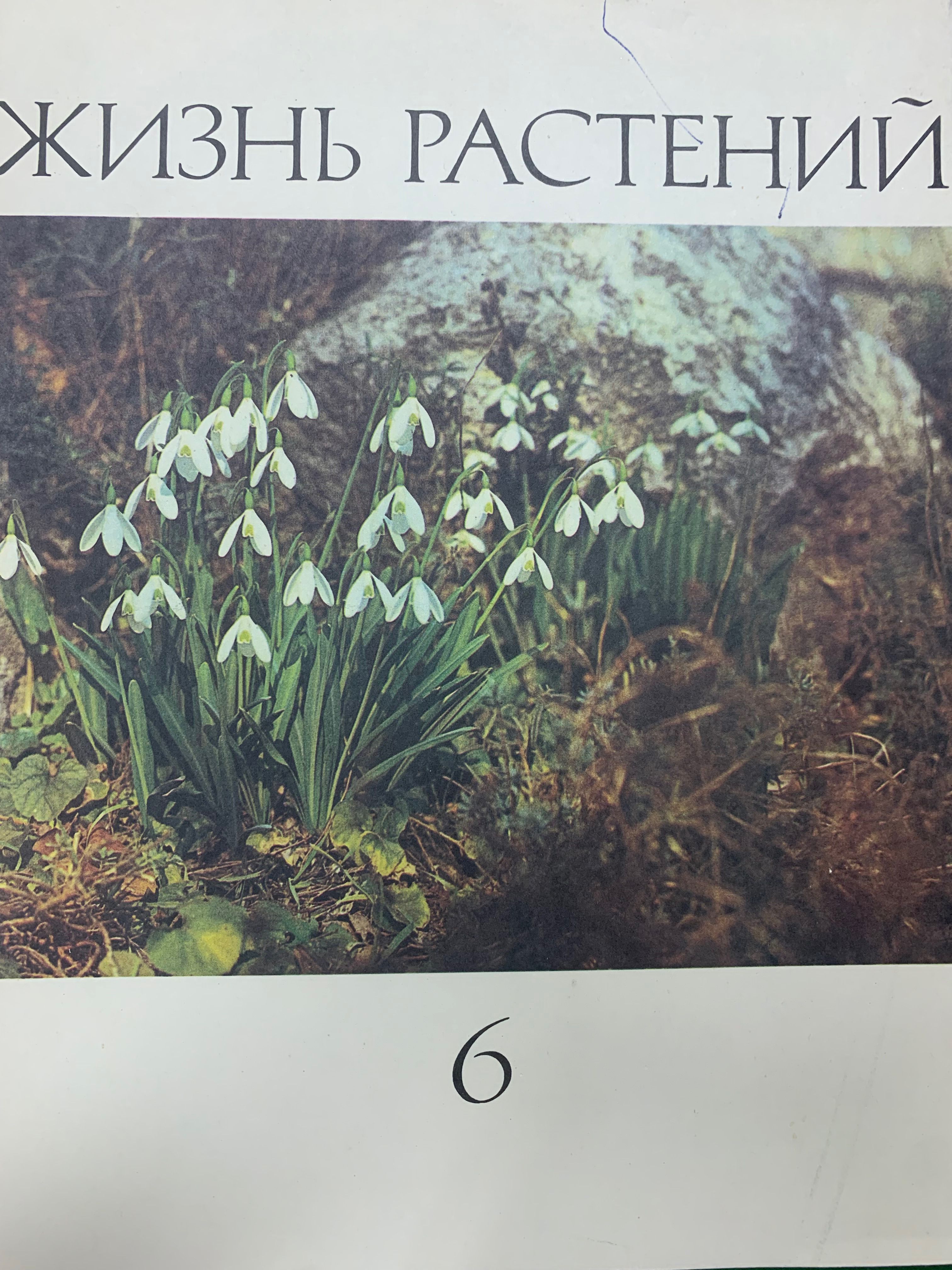 Книги о культуре растений. Мир растений том 4. Книнм о культуреых растения. Книги о культуре растений. Мир растений том 4.