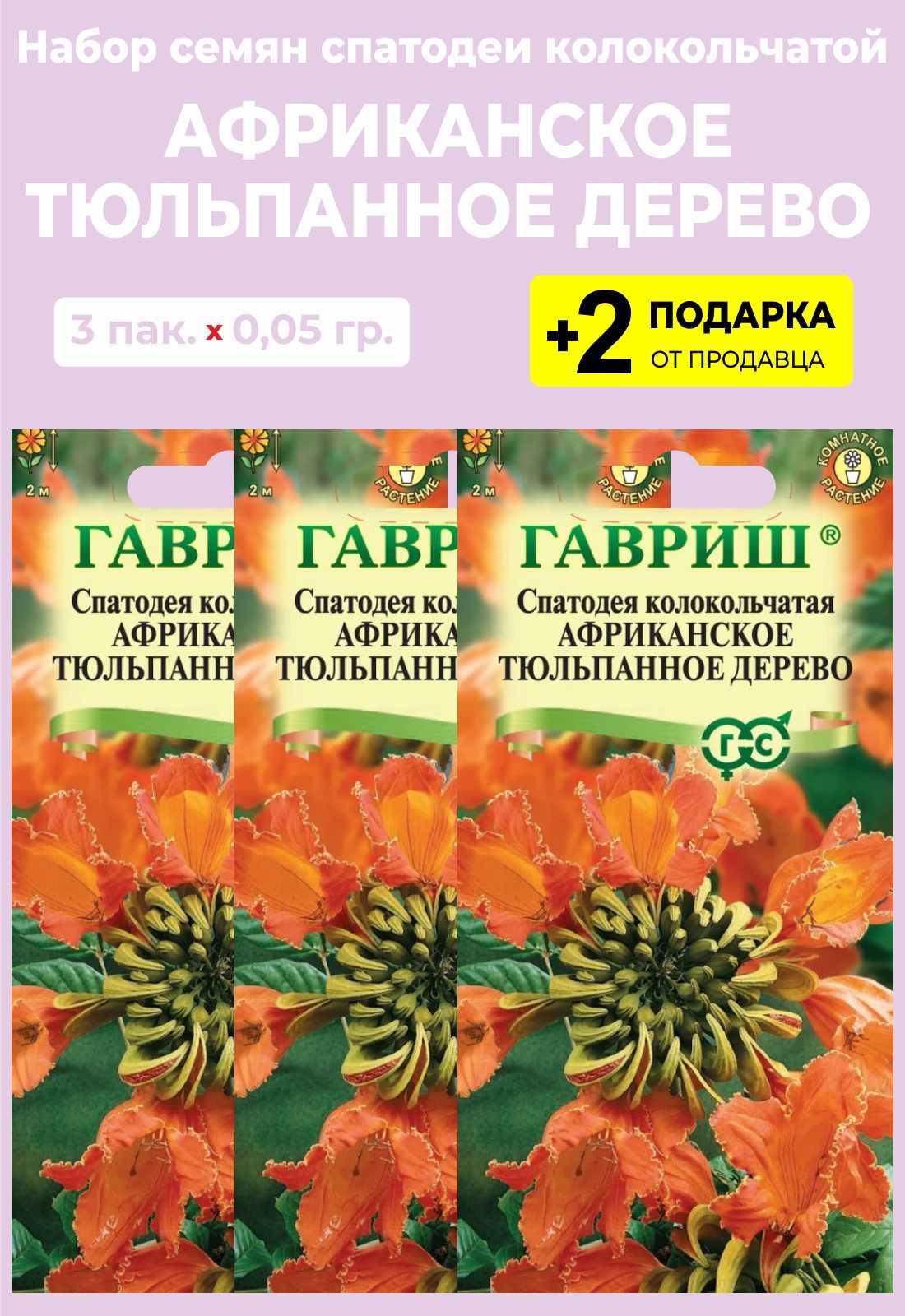 Тюльпанное дерево семена. Тюльпанное дерево семена. Спатодея африканское тюльпанное дерево гавриш. Дерево. Спатодея.