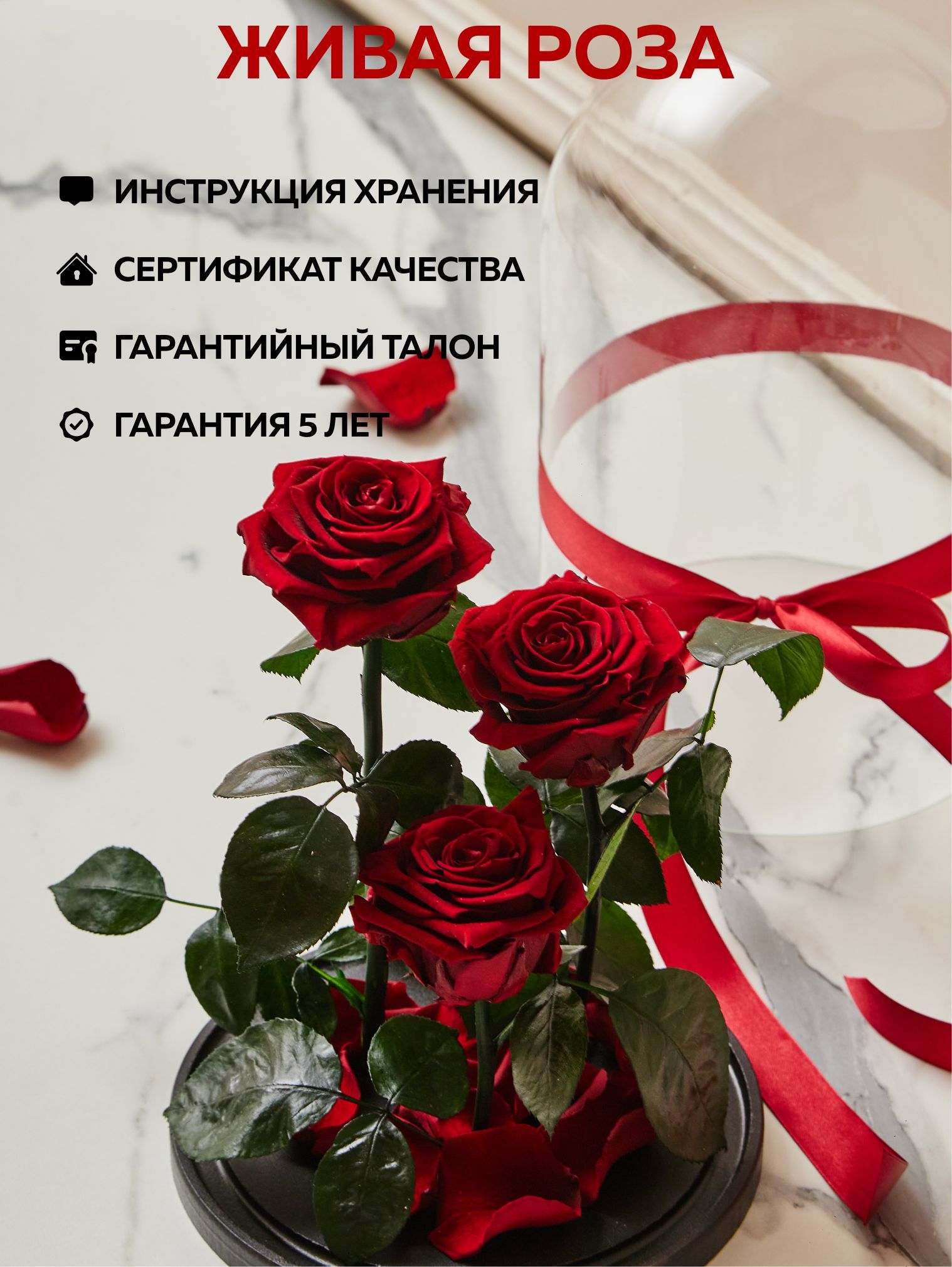 Купить Живые Розы