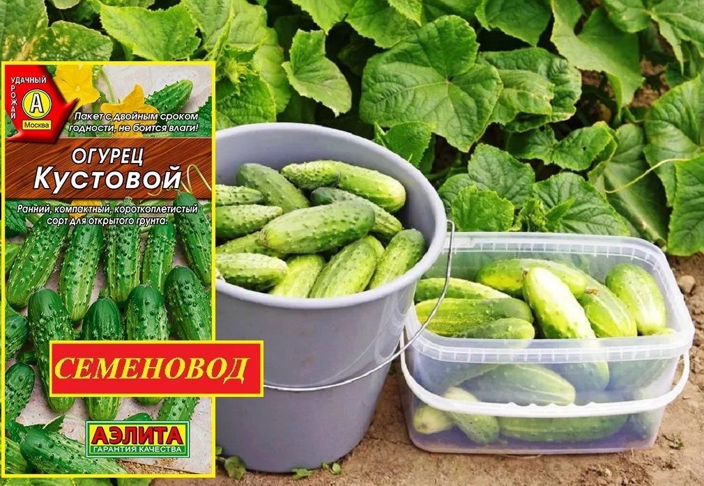 Купить Семена Огурцов Кустовой