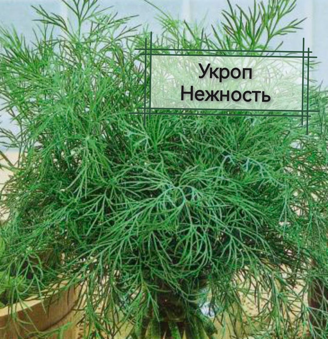 укроп аллигатор (1уп-10 гр). укроп 3. укроп трава. укроп мамонт. укроп 3.