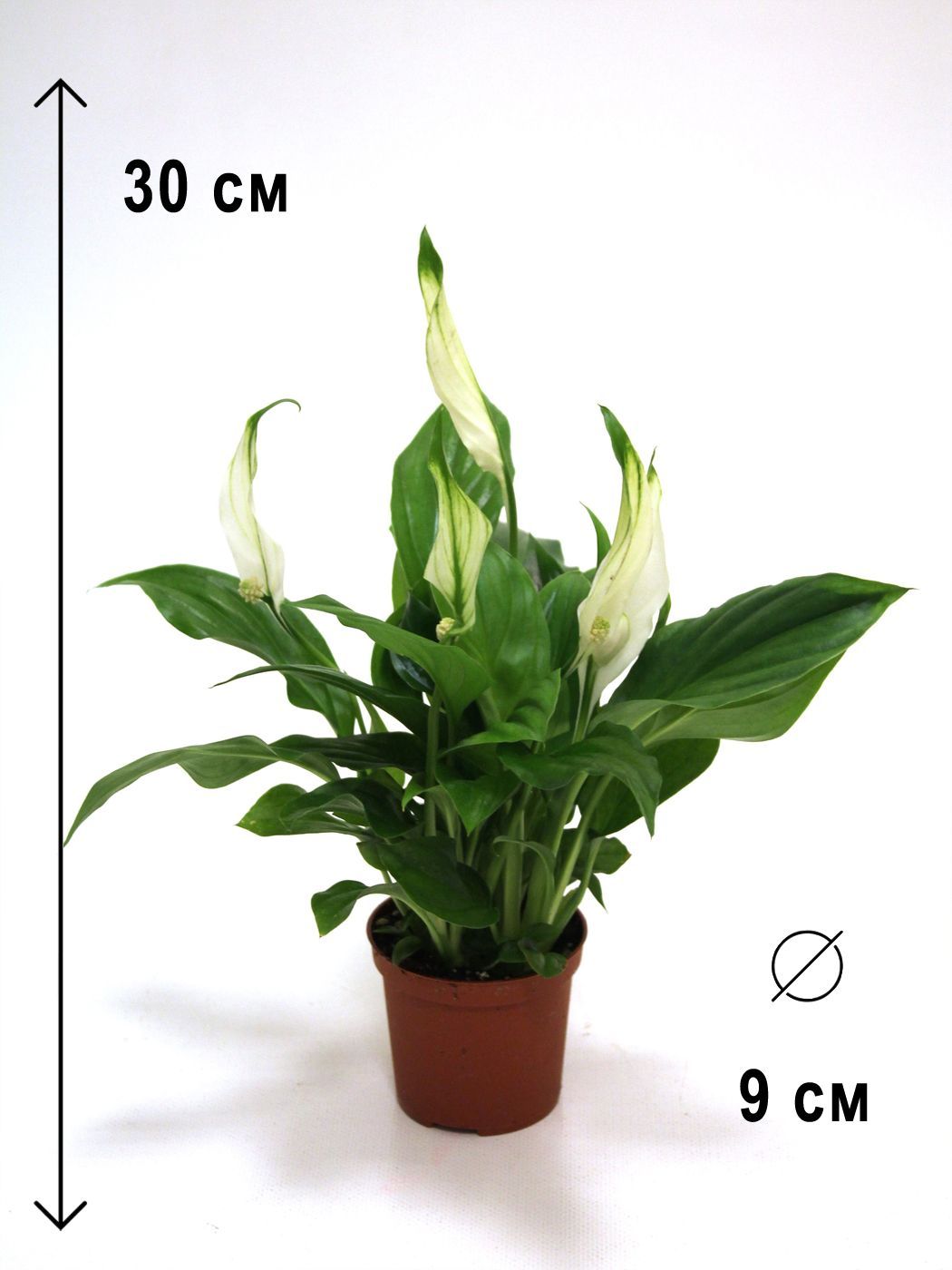 Спатифиллум в горшке, высота 25-30см