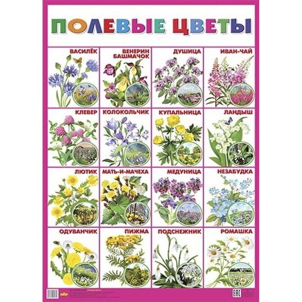 Книга полевых цветов