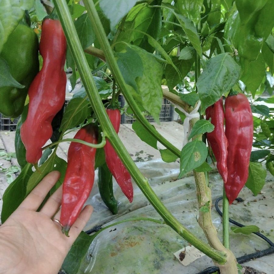 Перец острый Aji Chicotillo семена (5 ШТ)