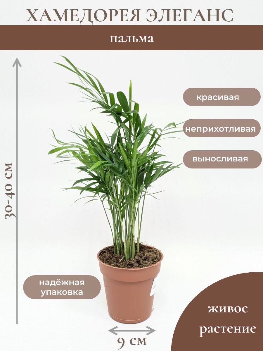 Хамедорея элеганс, диаметр горшка 9см, высота 30-40см