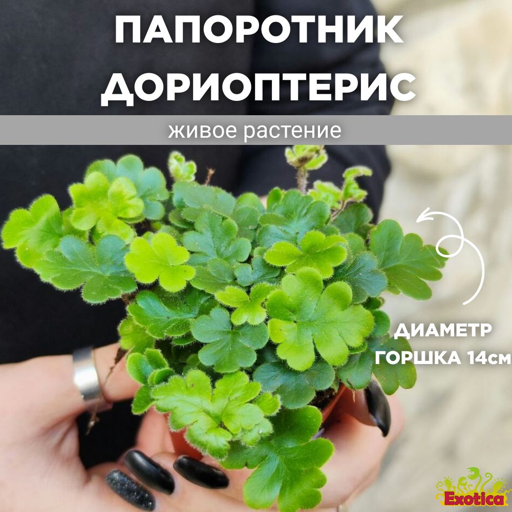 Папоротник Дориоптерис Кордата (Doryopteris Cordata) D5см