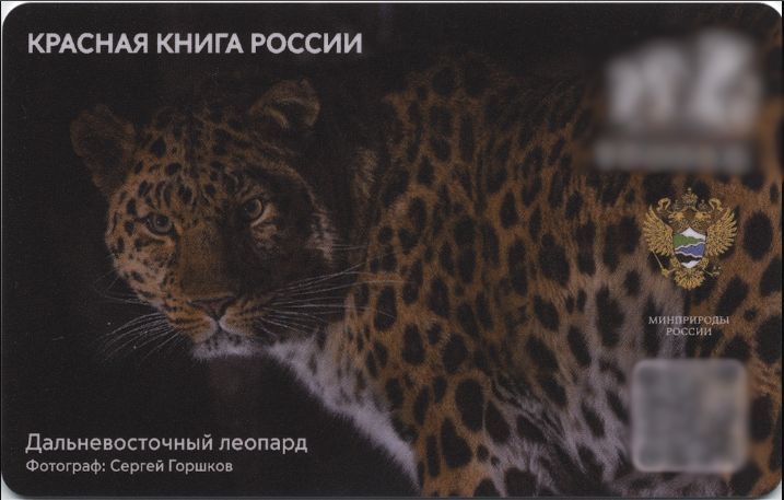 Проект дальневосточный леопард
