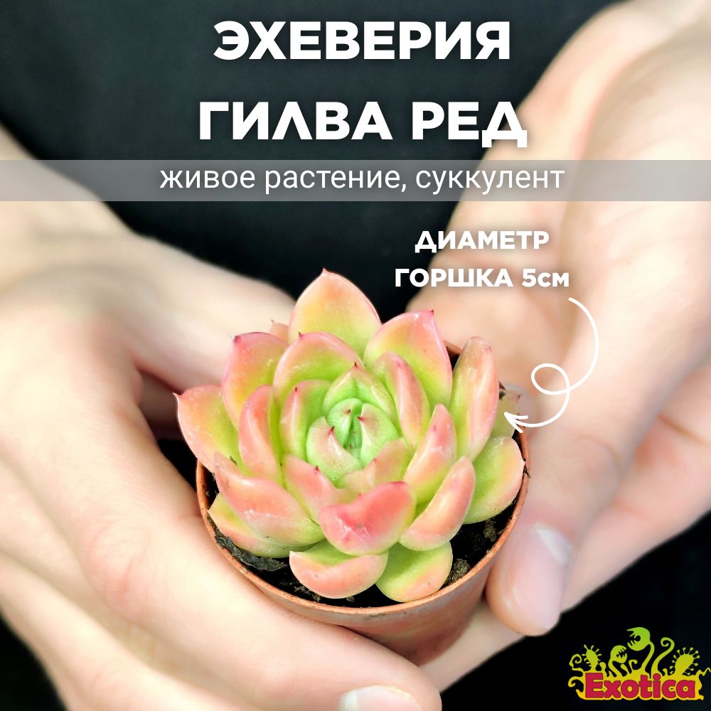 Эхеверия Гилва Ред (Echeveria Gilva Red) D5см