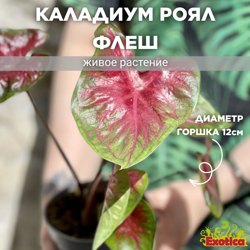 Каладиум – купить в интернет-магазине OZON по низкой цене
