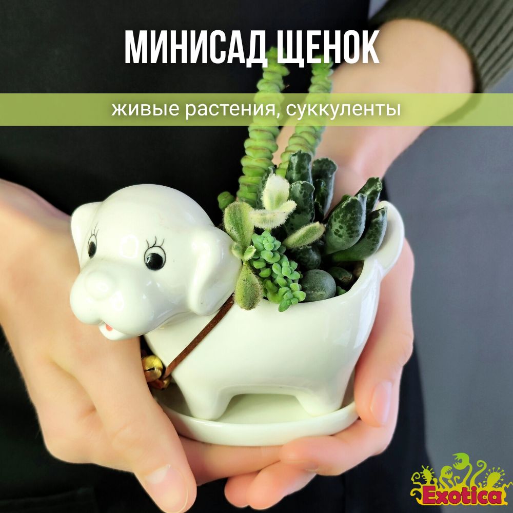 Минисад "Белый щенок" с суккулентами