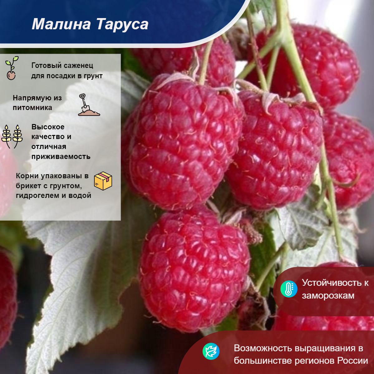 Малиновое дерево сорт таруса. Малина таруса описание сорта фото отзывы садоводов. Малина штамбовая таруса малиновое дерево. Малина таруса описание сорта фото отзывы садоводов. Малиновое дерево сорт таруса.