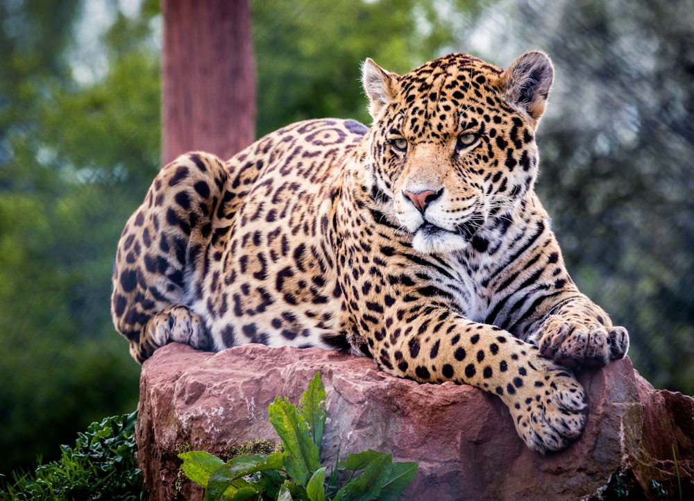 Кот Леопард Фото