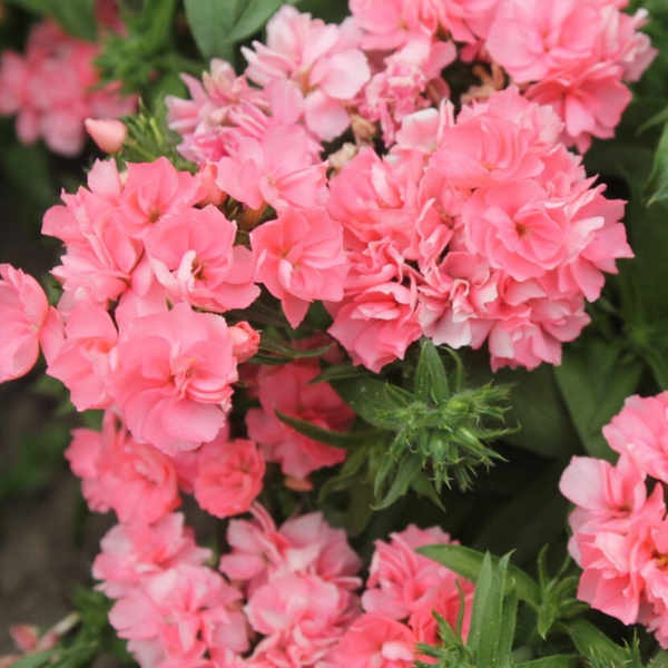 Флоксы, Флоксы однолетние Орешка Цветы - купить по выгодным ценам в ...