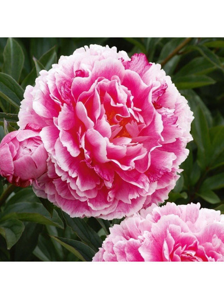 Пион Конингин Вильгельмина - купить с доставкой по выгодным ценам в ...