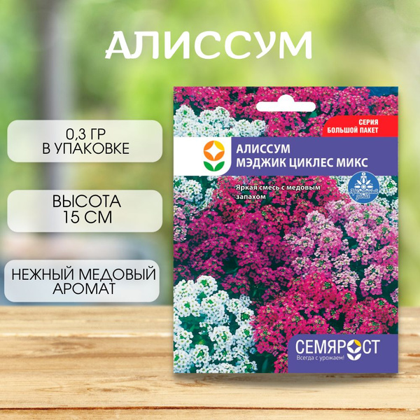 СЕМЯРОСТ Алиссум - купить по выгодным ценам в интернет-магазине OZON ...