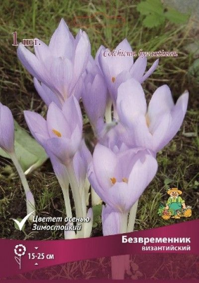 Безвременник Византийский, луковицы саженцы для посадки, 1 луковица ...