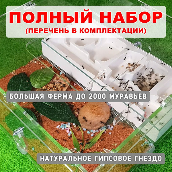 ПОЛНЫЙ НАБОР и Большая муравьиная ферма Кампо Хаус от MyAnts для мелких ...