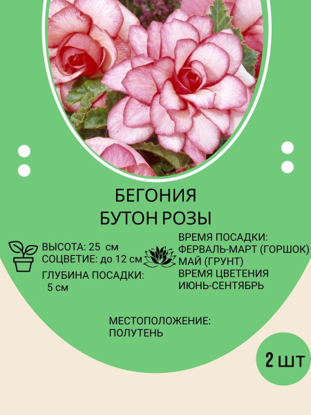 Луковицы Бегония купить по выгодной цене в интернет-магазине OZON ...