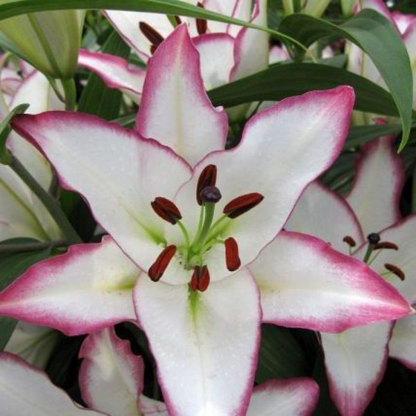 Lily, Oriental - Hotline Friends School Plant Sale Lily flower, Oriental lily, L