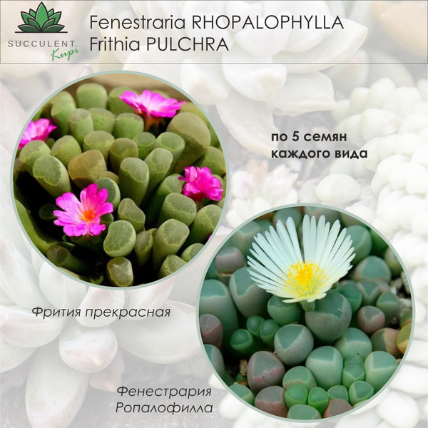 Литопсы (Живые камни) Succulent. - купить по выгодным ценам в интернет ...