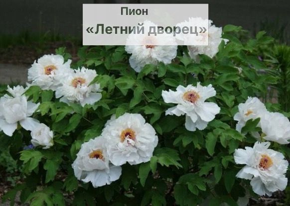 Характеристики Пион древовидный Летний дворец подробное описание товара ...