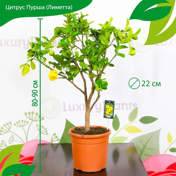 Цитрус LuxuryPlants Зеленый, 22 дм, 1 шт - купить по выгодной цене в ...