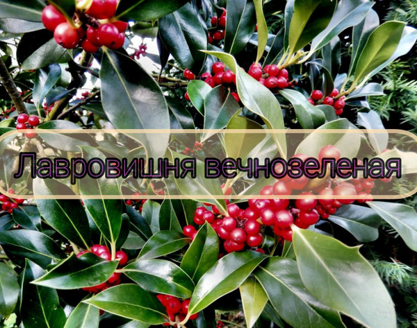 Лавровишня вечнозеленая - купить с доставкой по выгодным ценам в ...