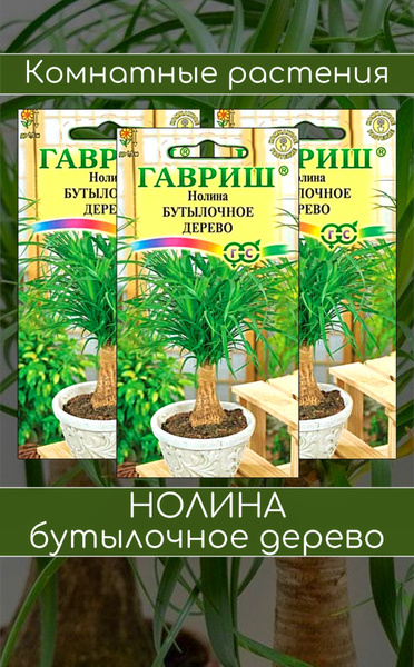 Бокарнея (Бутылочное дерево) Гавриш Нолина Бутылочное дерево - купить ...