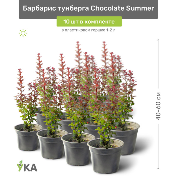 Барбарис Тунберга Chocolate Summer (Шоколад Саммер) 40-60 см в ...