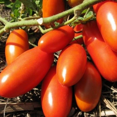 Томаты Deodar SEEDS COMPANY Томат3 - купить по выгодным ценам в ...
