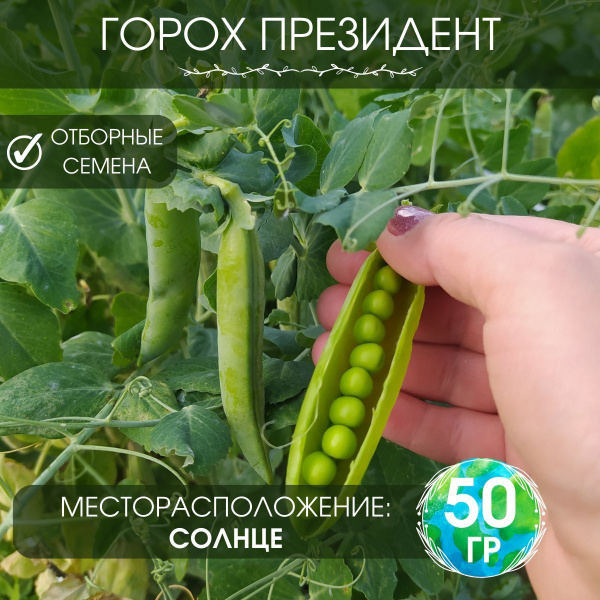 Горох горох - купить по выгодным ценам в интернет-магазине OZON ...