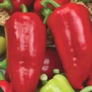 Перец шарпей описание сорта фото отзывы. Перец гигантов россо. Перец семена коллекционные. Перец сладкий здоровье. Перец жар-птица фото.