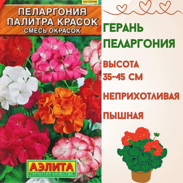 Пеларгонии (Герань) Аэлита цветы - купить по выгодным ценам в интернет ...