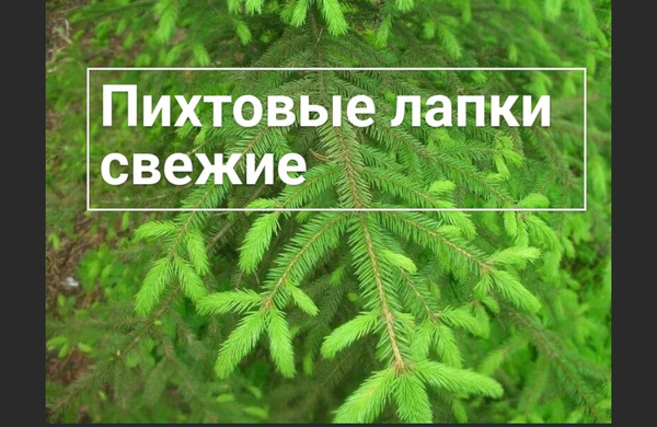Пихтовые лапки свежие. Хвоя пихты. 100 гр. - купить с доставкой по ...