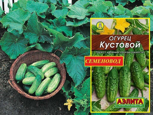 Огурцы Агрофирма Аэлита Огурец._. - купить по выгодным ценам в интернет ...