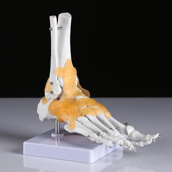 Модель скелета голеностопного сустава человека Bone / Модель стопы ...