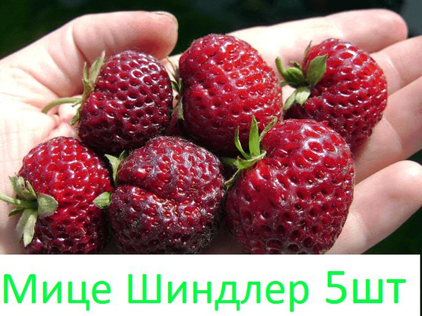 Рассада. Клубника Мице Шиндлер - купить с доставкой по выгодным ценам в ...