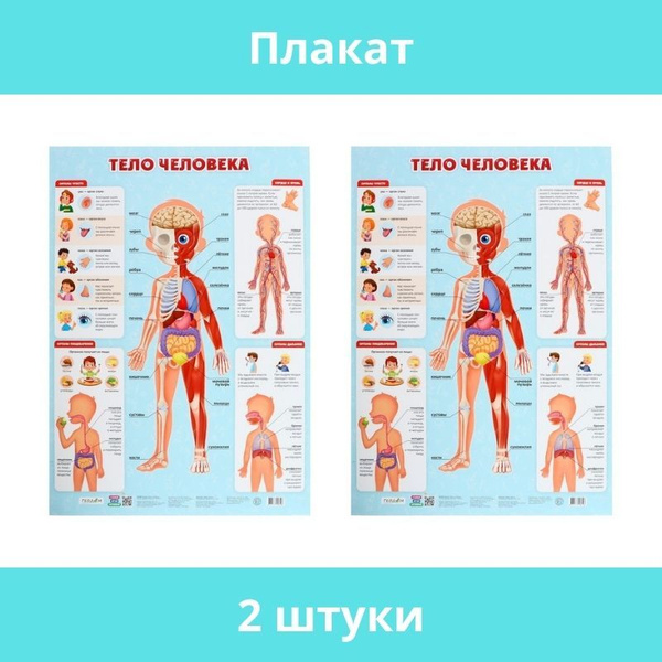 ГеоДом, Плакат дидактический "Тело человека", 45х64 см, 2 штуки ...