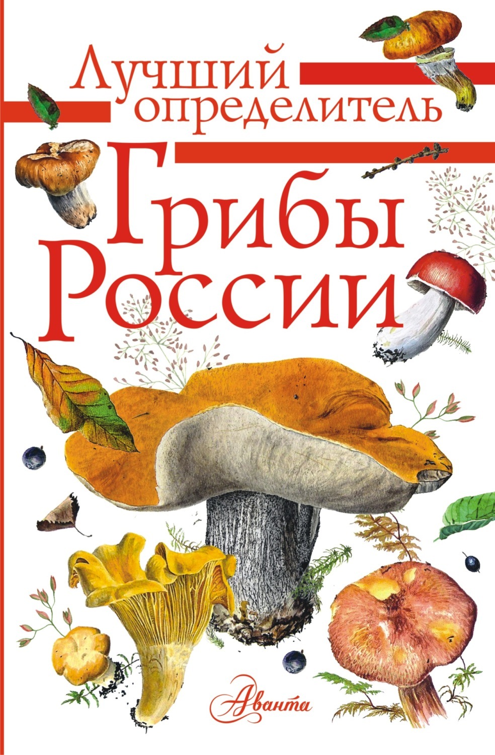 Грибная книга с картинками