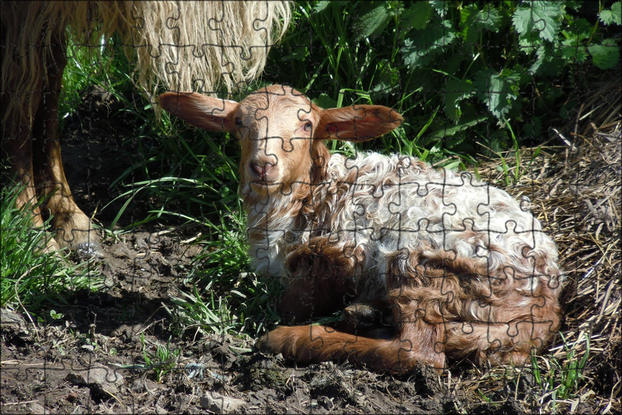The sheep in the field