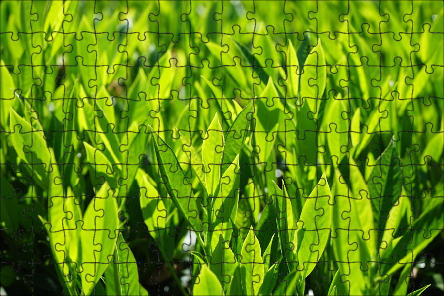 Transition leaves