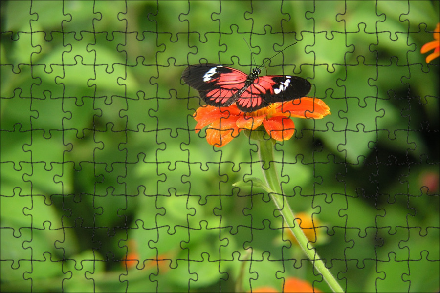 Цветок butterfly. Оранжевая бабочка. Бабочка с оранжевым брюшком. Оранжевые бабочки в природе. Бабочка на бархатцах