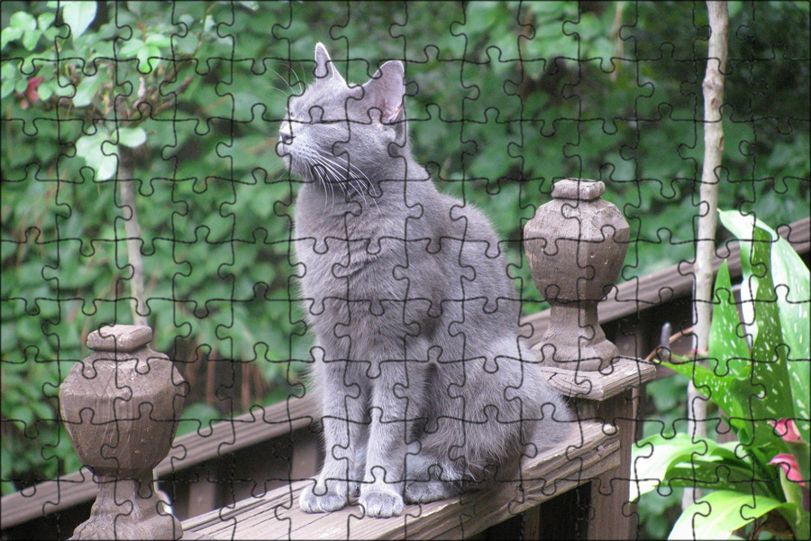Сидящий кот