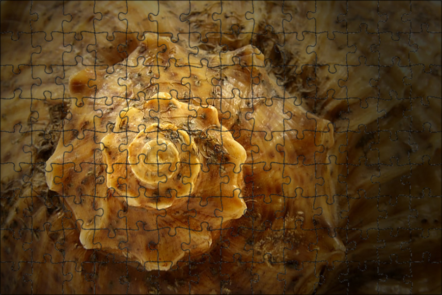 Shell background.