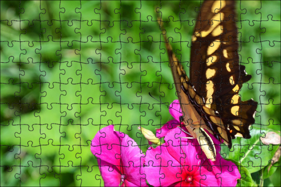 Life Story of the Black Swallowtail Butterfly Butterfly garden design, Butterfly