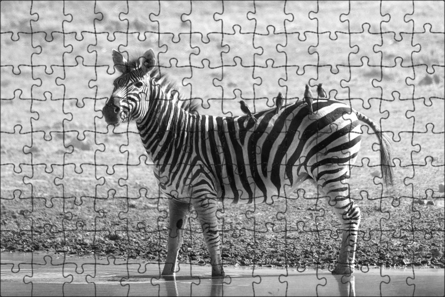 Как называется черно белое животное. Зебры в саванне. Зебра черно белая. Зебра фото. Зебры в Африке