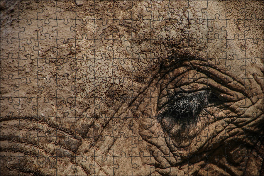 Складки у слона. Фактура кожи слона. Фактура кожи слона. Животные с кожными складками. Звериная кожа.