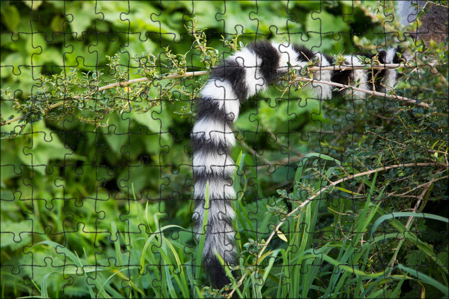 Tail animals